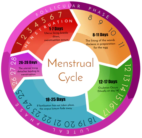 menstrual cycle