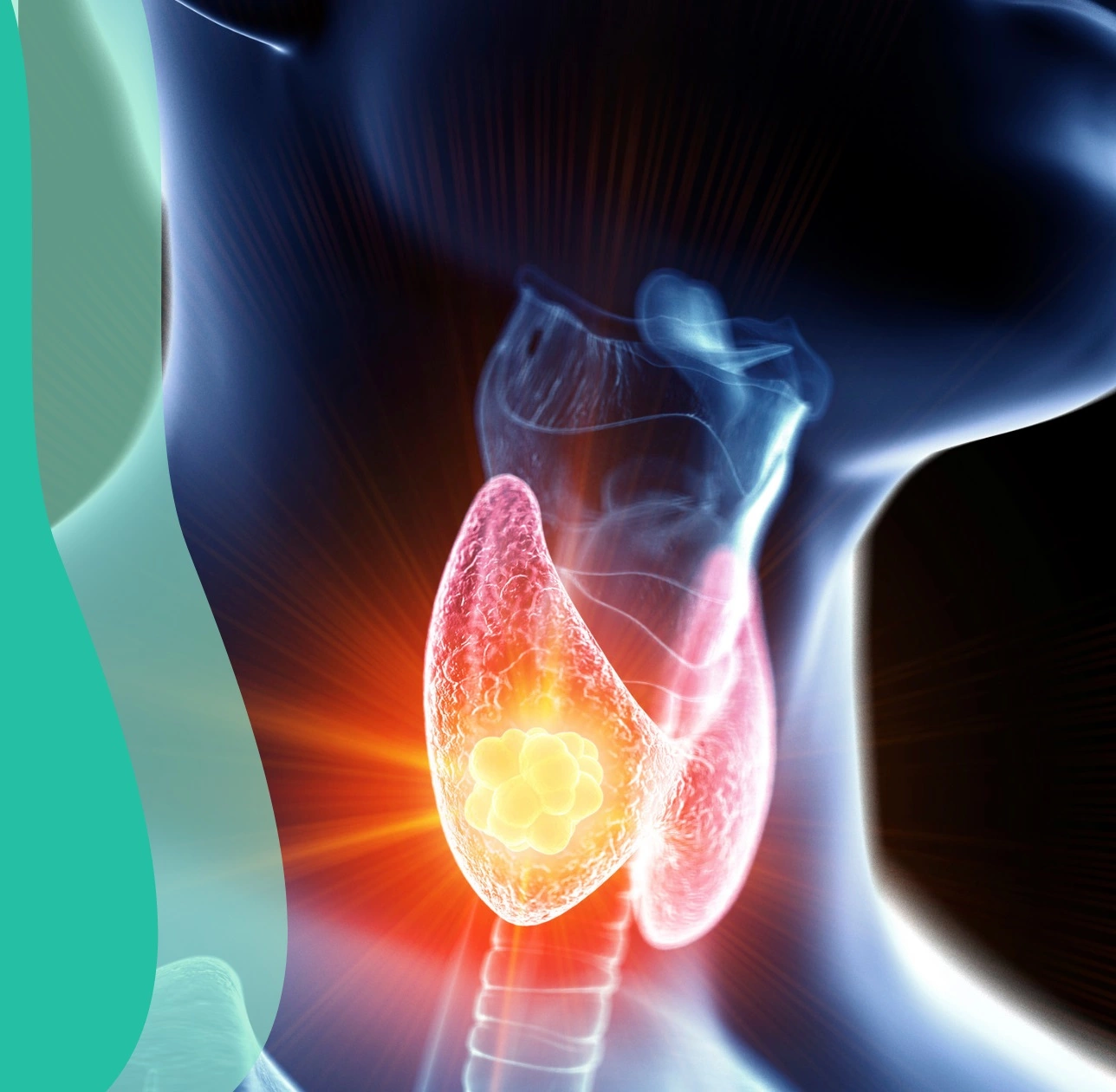 thyroid function